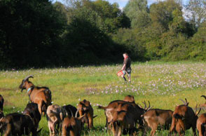 chèvres dans les champs