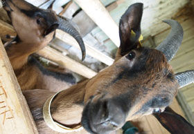 dormir à la ferme