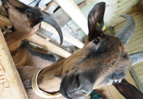 dormir à la ferme